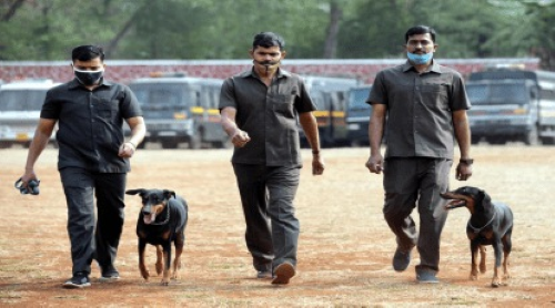 Dog Squad
